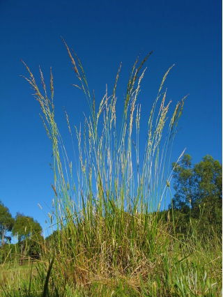 Festuca alta "Tomahawk" - variedad de césped - 5 kg - 