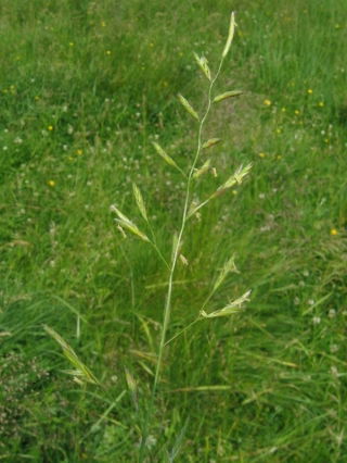 Festuca de la pradera Arita - 5 kg - 