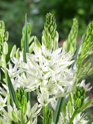 Camas bianco 'Alba' - confezione grande - 20 pz; Giacinto indiano, camash, giacinto selvatico