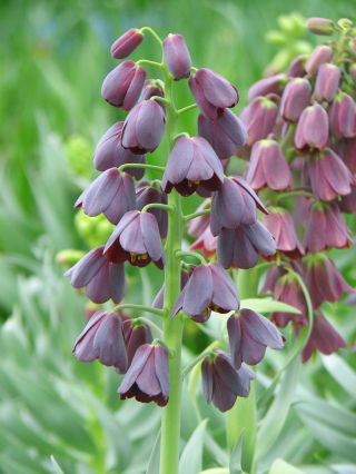 Fekete perzsa fritillary - nagy csomag - 10 db.