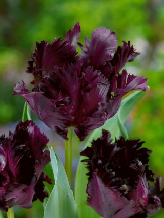 Tulpan 'Black Parrot' - stort paket - 50 st