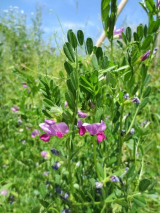 Common vetch 'Jaga' - 0.5 kg