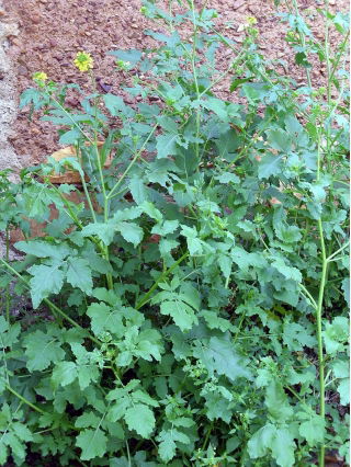 Moutarde blanche - 0,5 kg - 