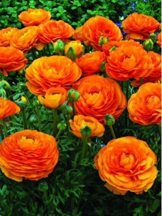 Ranúnculo naranja - ¡paquete XL! - 500 piezas