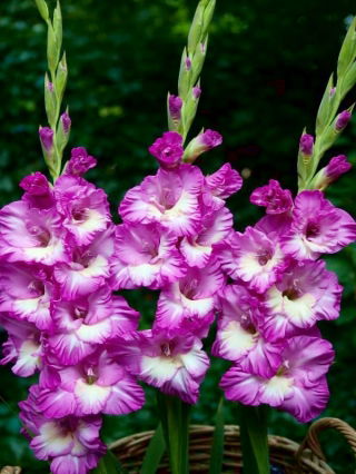 Anouk gladiolus - large package! - 50 pcs