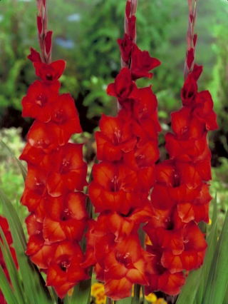 Brown Sugar Gladiolus - 5 Stk - 