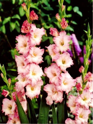 Dolce Vita gladiolus - 5 st