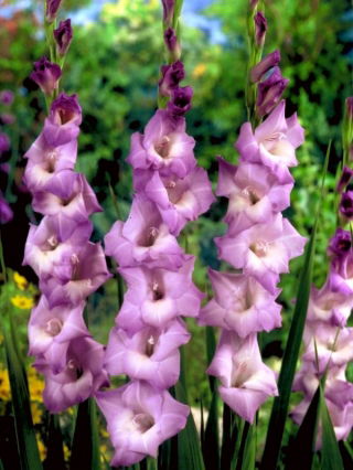 Mediterranee gladiolus - 5 st