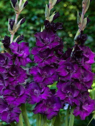 Mombasa gladiolus - veliko pakiranje! - 50 kom