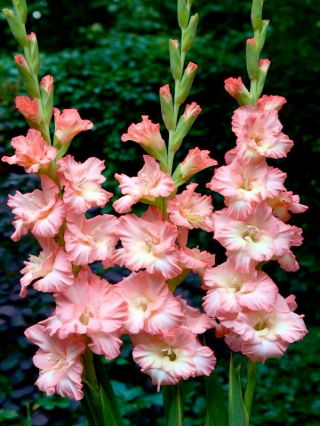 Monte Gordo gladiolus - stor pakke! - 50 stk.