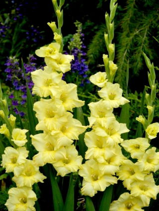 Gladiolus Morning Gold - pacote grande! - 50 peças