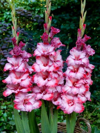 Gladiola lui Ted Trump - 5 buc.