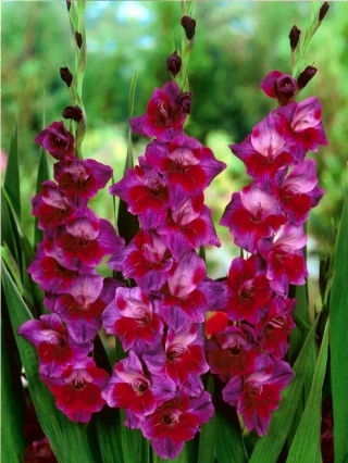 Gladiolus Velvet Eyes - 5 kom
