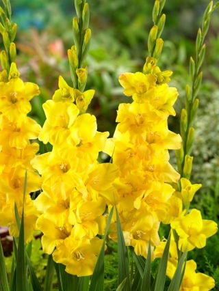 Golden Sunrise Gladiolus - Großes Paket! - 50 Stück - 