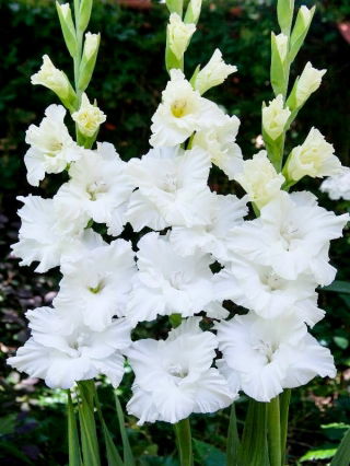 Tarantella Gladiolus - großes Paket! - 50 Stück - 