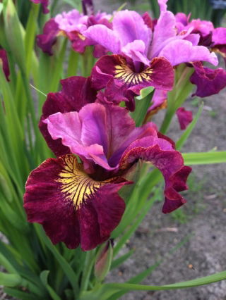 Miss Apple Iris de Siberie; drapeau siberien