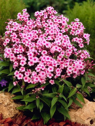 Miss Pepper herfstphlox - 1 st - 