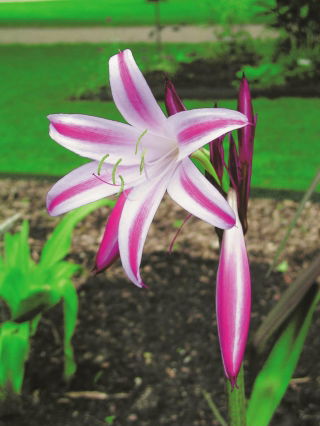 Crinum Cintho Alfa - groot pakket! - 10 stuks - 