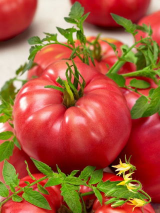 Σπόροι Τομάτας Raspberry Giant - Lycopersicon lycopersicum  - Lycopersicon esculentum Mill.