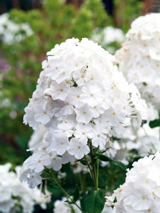 Phlox White -  large package! - 10 pcs