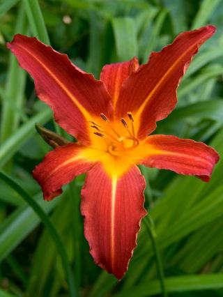 Autumn Red daylily - large package! - 10 pcs