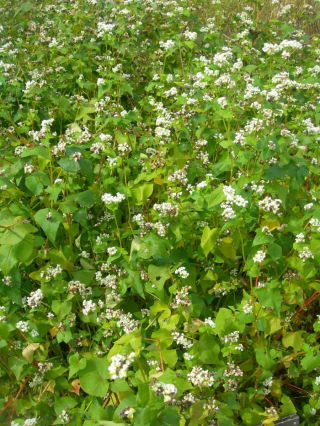 Alforfón "Panda" - 1 kg - 