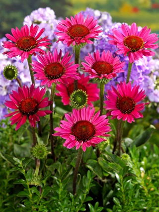 Vintage Wine oostelijke paarse zonnehoed - groot pakket! - 10 stuks; egel zonnehoed, Echinacea - 