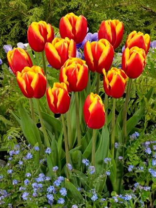 Tulipán Dow Jones - Pack XL - 50 uds