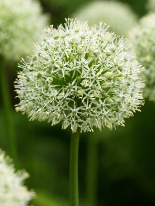 Allium Mont Blanc - XL pak - 50 st - 
