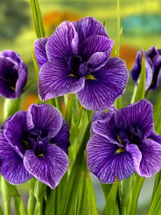 Japanese Iris - Katy Mendez - GIGA Pack! - 50 pcs.