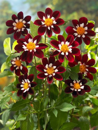 Dahlia - 'Mary Eveline'