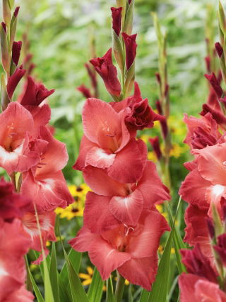 Gladiolus 'Indian Summer' - Giga Pack! - 250 pcs.