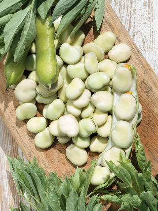 Bob zahradní - Bolero - Vicia faba - 500 g - Raný sběr, krémová textura - Čerstvá semena