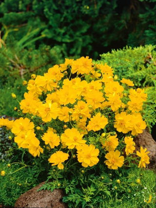 Lage oranje cosmea - Carpet Lemon - citroengeel - Cosmos sulphureus - Zonnige energie en compacte charme - Verse zaden