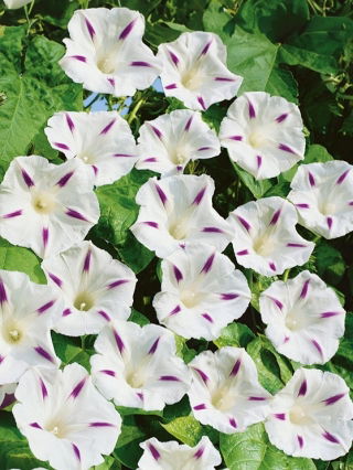 Morning Glory - Milky Way - Ipomoea tricolor - Brightest white with starry pattern - Fresh Seeds