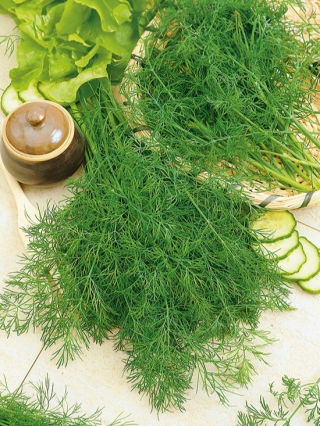 Dill - Hanak - Richest, most fragrant aroma - Fresh Seeds