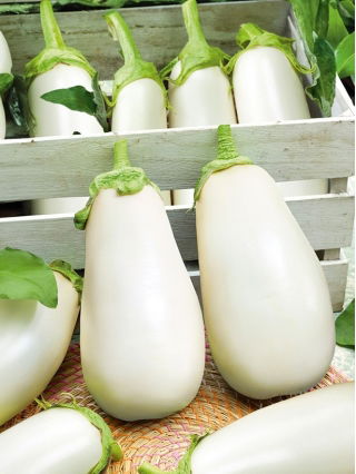 Aubergine - Clara F1 - Texture veloutée, production abondante et régulière - Graines fraîches
