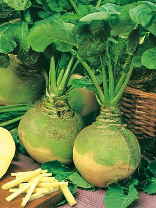 Swede, Rutabaga - Wilhelmsburger - Hardiest, sweetest yellow flesh - Fresh Seeds