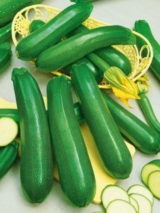 Zucchino - Diamant F1 - Verde intenso e resa abbondante - Semi Freschi