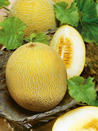 Melon - Oranje Ananas - Söt doft och saftigt orange fruktkött - Färska frön