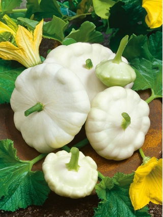 Calabaza Patisson - Blanca - Textura refinada y pureza envolvente - Semillas frescas