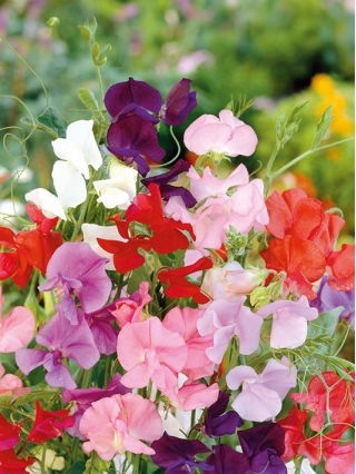 Sweet Pea - Mammoth Mixed - Lathyrus odoratus - Most vigorous mix, longest-lasting scent - Fresh Seeds