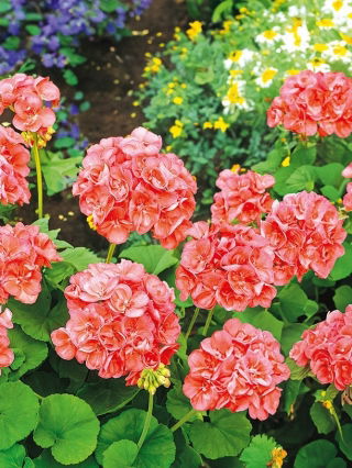 Zalm Geranium seeds - Pelargonium x tuin - 10 zaden - Pelargonium x hortorum