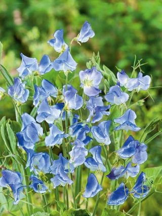 Siererwt - Blue Ripple - Lathyrus odoratus - Diepblauwe allure en verleidend parfum - Verse zaden