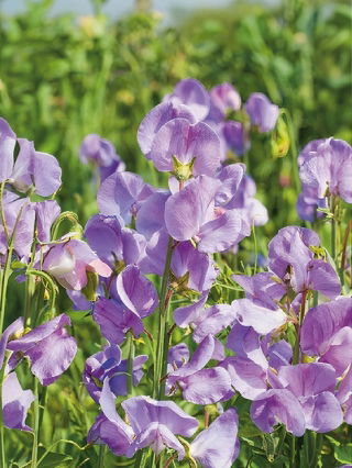 Pois de Senteur - Leamington - Lathyrus odoratus - Bicolore éclatant, tiges élancées et raffinées - Graines fraîches