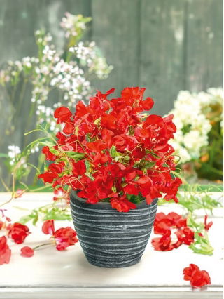Luktärt - Villa Roma - Lathyrus odoratus - Klaraste röda nyansen och elegant doft - Färska frön