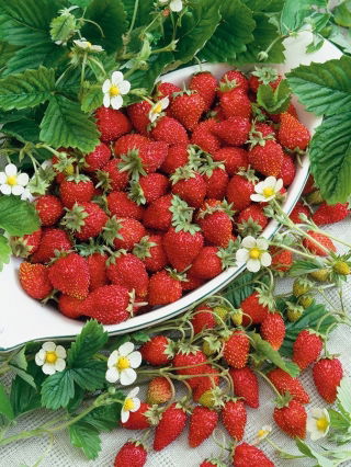 Fraisier des Boi - Running Red - Saveur exquise, fruits d’une douceur inégalée - Graines fraîches