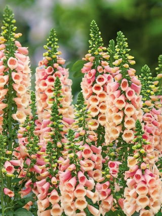 Vingerhoedskruid - Apricot Beauty - Digitalis purpurea - Fijne abrikoosaccenten en indrukwekkende vorm - Verse zaden
