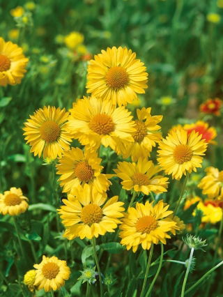 Kokardeblomst - Aurea Pura - Gul - Gaillardia aristata - Ren gylden glans - Friske frø