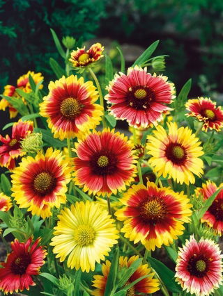 Kokarde - enkelte blomster - Gaillardia pulchella - Klare farver, lang blomstring - Friske frø